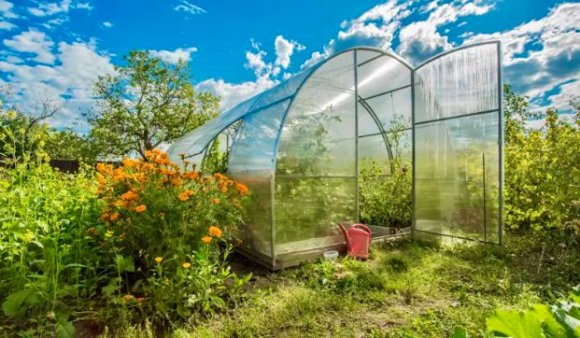 Теплица Стандарт 25x25 Теплица Стандарт 25x25